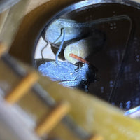 SOLD - Gibson ES - 295 one of 166 made in 1955 Gold - Mahar's Vintage Guitars