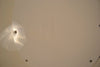 SOLD - Gretsch White Falcon Model 7595 1976 - Mahar's Vintage Guitars